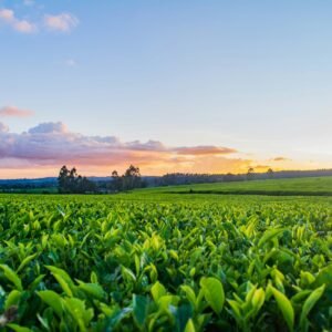 green grass field under white clouds during daytime